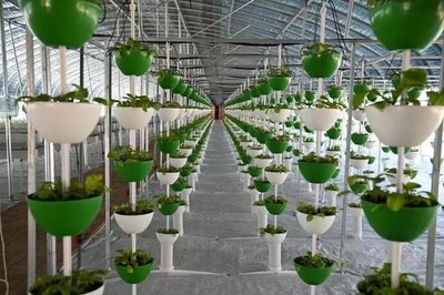 旬邑縣職田鎮 以生物技術推廣為引擎，培育新質生產力，塑造產業發展新優勢